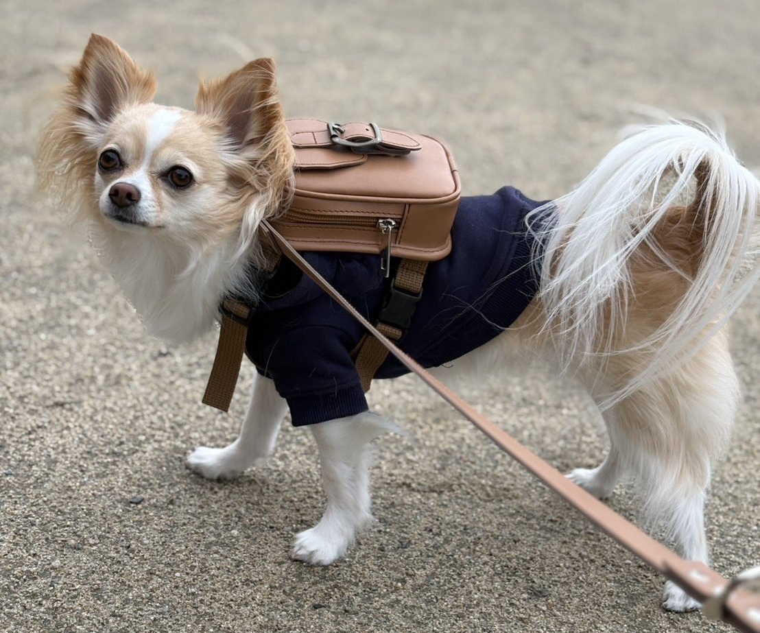 犬用品 ワンどせる 人工皮革製 犬用ランドセル